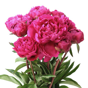 Edulis Superba Hot Pink Wholesale Peony Bunch