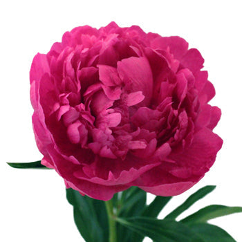 Edulis Superba Hot Pink Peony Stem