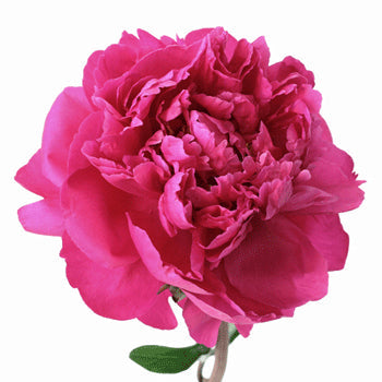 Edulis Superba Hot Pink Peony Stem
