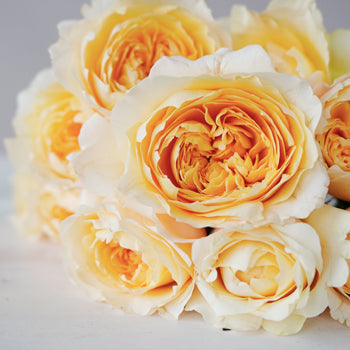 Effie Ausgrey Light Orange Garden Rose Bunch
