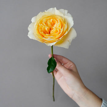 Effie Ausgrey Light Orange Garden Rose Stem