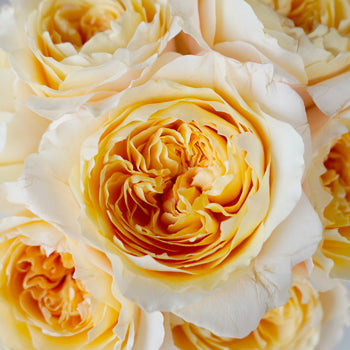 Effie Ausgrey Light Orange Garden Roses up close