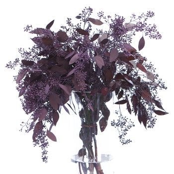 Eggplant Seeded Eucalyptus for Weddings