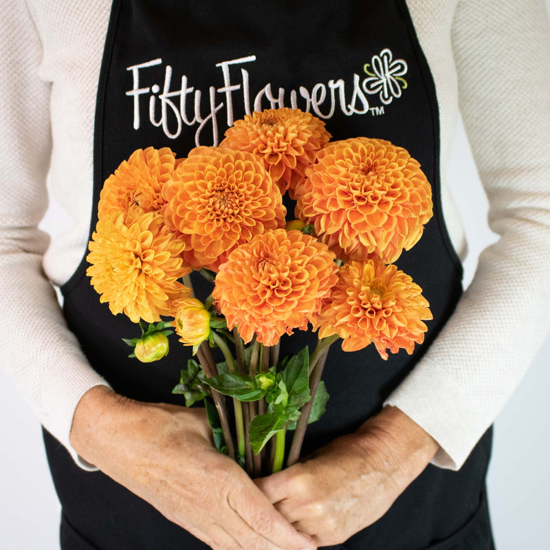 Egyptian Sun Dahlia Flower Bunch in Hand