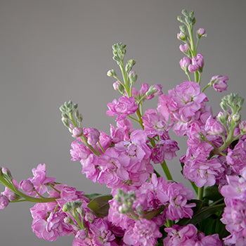 El Aleli Light Pink Stock Wholesale Flower Upclose