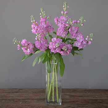 El Aleli Light Pink Stock Wholesale Flower In a vase
