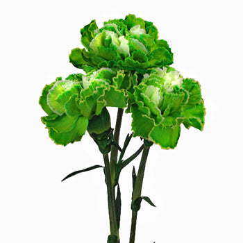 Elite Green Tinted Carnation Flower Bloom