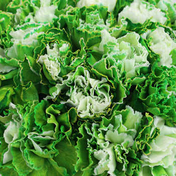 Elite Green Tinted Wholesale Carnations Up close