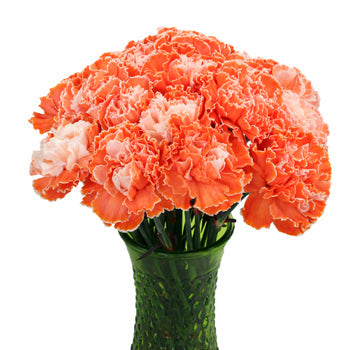 Elite Orange Tinted Carnation Flowers In a vase
