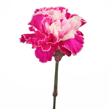 Elite Pink Tinted Carnations side stem