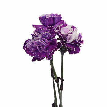 Elite Purple Tinted Carnation Flower Bloom