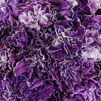 Elite Purple Tinted Wholesale Carnations Up close