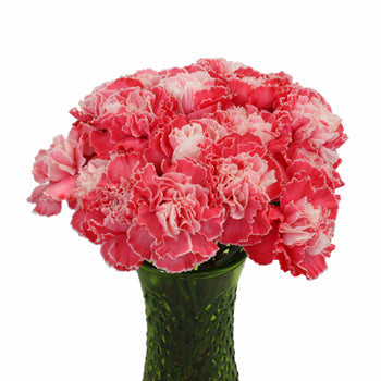 Elite Red Tinted Carnation Flowers In a vase
