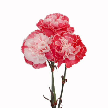 Elite Red Tinted Carnation Flower Bloom