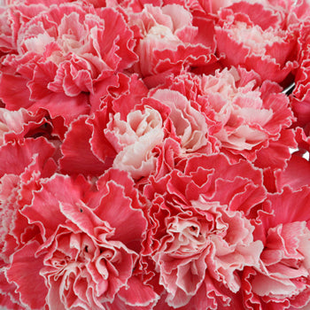 Elite Red Tinted Wholesale Carnations Up close
