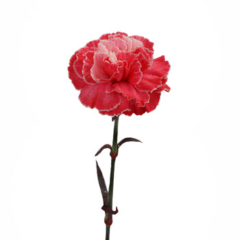 Elite Red Tinted Carnations side stem