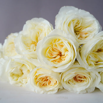 Ella Auswagsy White Garden Rose Bunch Close Up