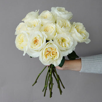 Ella Auswagsy White Garden Wholesale Rose Bunch in a hand