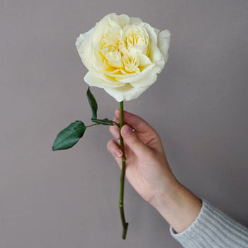 Ella Auswagsy White Garden Rose Stem