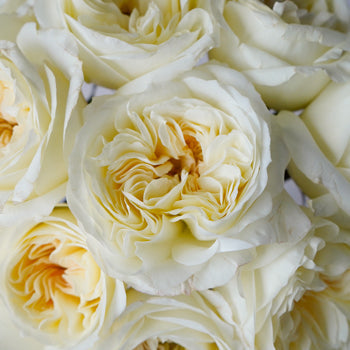 Ella Auswagsy White Garden Roses up close