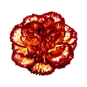 Eruption VF Yellow and Burgundy Carnations bloom