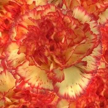 Eruption Yellow and Red Wholesale Carnations Up close