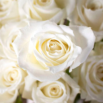 White Flowers