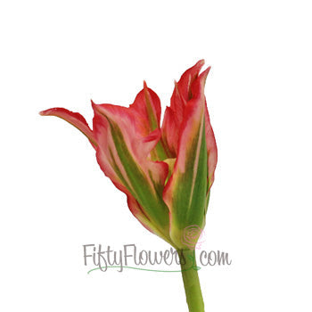 Esperante Red Tulip Wholesale Flower Up close