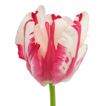 Estalla Rinveld White and Pink Parrot Tulip Wholesale Flower Up close