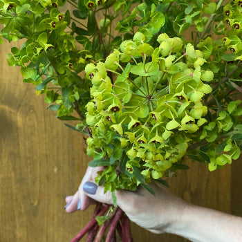Wholesale greenery dog eye euphorbia filler flowers sold as bulk