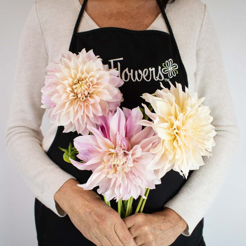 Evening Sun Dinner Plate Dahlia Flower Bunch in Hand