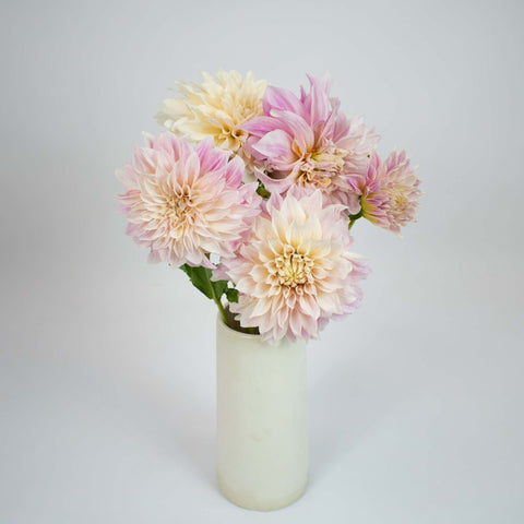 Eveningn Sun Dinner Plate Dahlia Flower Bunch in Vase