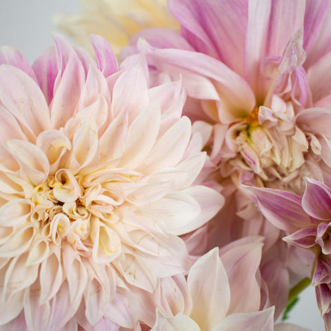 Evening Sun Dinner Plate Dahlia Flower Up Close