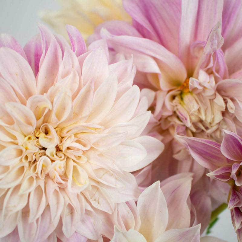 Evening Sun Dinner Plate Dahlia Flower Up Close