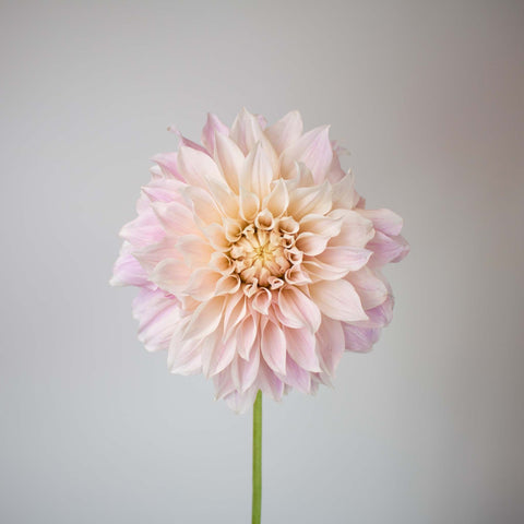 Evening Sun Dinner Plate Dahlia Flower Stem
