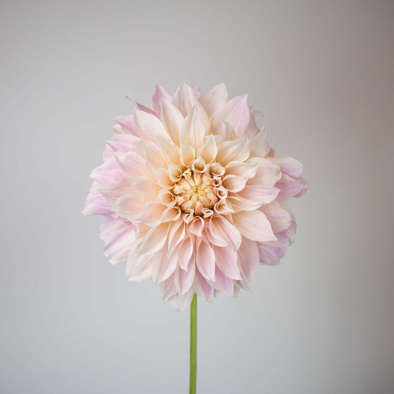 Evening Sun Dinner Plate Dahlia Flower Stem