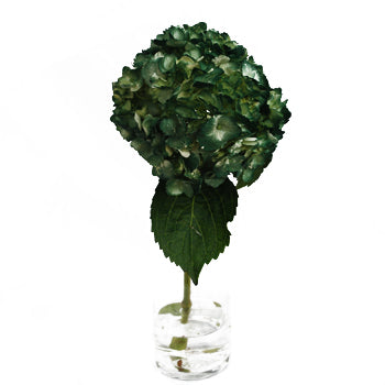 Evergreen Airbrushed Hydrangea Stem View