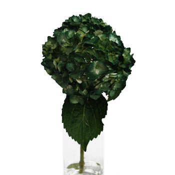 Evergreen Airbrushed Hydrangea Up Close
