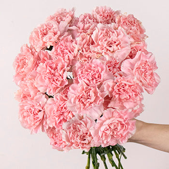 Faith Pink Carnation Stem