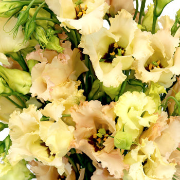 Hues of Apricot Single Lisianthus Flower