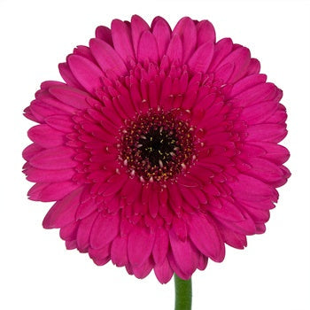 Gerbera Daisy Farao Berry Wholesale Flower Up close