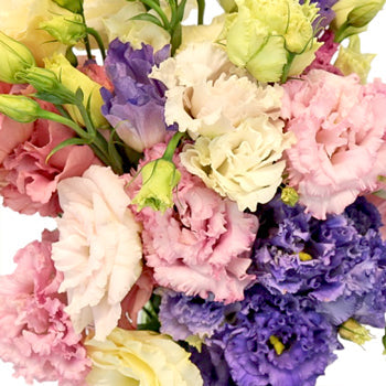 Farm Choioce Frill Lisianthus Wholesale Flower Upclose