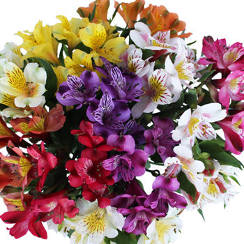 Farm Mix alstroemeria Wholesale Flower Upclose