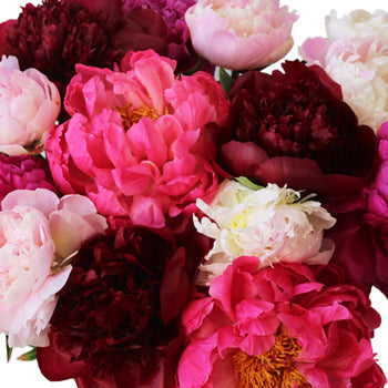 Farm Mix Color Dark Peonies up close