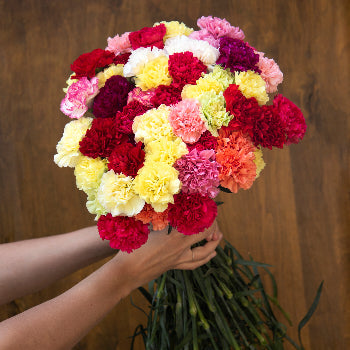 Farm Mix Carnations side stem