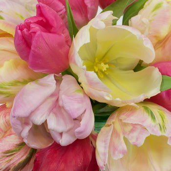 Farm Mix Parrot Tulip Wholesale Flower Up close