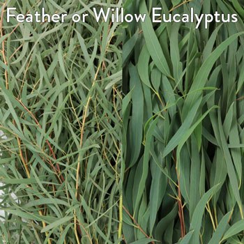 Feather and Willow Eucalyptus and White Flowers DIY Flower Kit Up Close