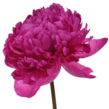 Felix Crouse Pink and Purple Peony Side Stem View