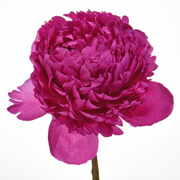Felix Crouse Pink and Purple Peony Stem