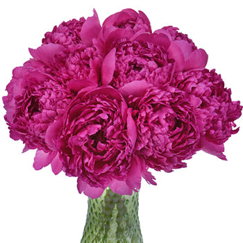 Felix Crouse Pink and Purple Peony in a vase